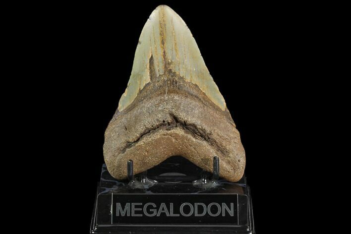 Fossil Megalodon Tooth - North Carolina #124674